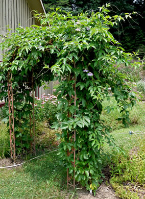 image of Passiflora incarnata, Purple Passionflower, Maypop