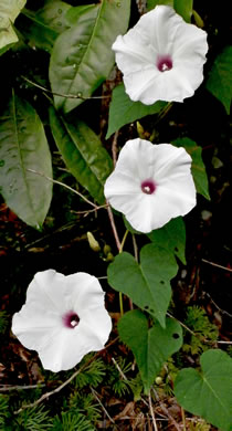 image of Ipomoea pandurata, Manroot, Wild Potato Vine, Man-of-the-earth, Wild Sweet Potato