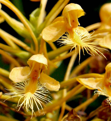 image of Platanthera ciliaris, Yellow Fringed Orchid