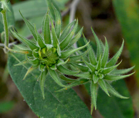 image of Helianthus resinosus, Hairy Sunflower, Resinous Sunflower, Gray Sunflower, Resindot Sunflower