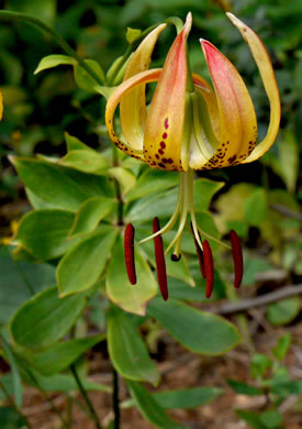 image of Lilium michauxii, Carolina Lily, Michaux’s Lily