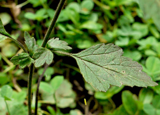 image of Geum virginianum, Pale Avens, Cream Avens