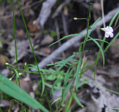 image of Agalinis tenuifolia, Common Gerardia, Slenderleaf Agalinis, Slender False Foxglove, Slender Gerardia