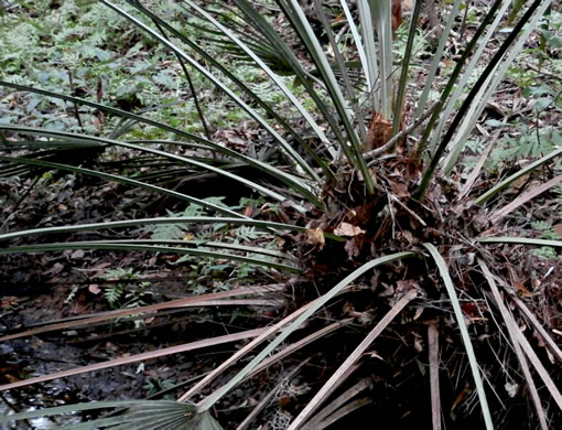 image of Rhapidophyllum hystrix, Needle Palm, Blue Palmetto