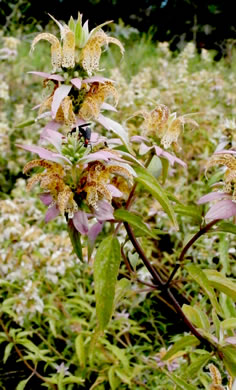 image of Monarda punctata var. punctata, Eastern Horsemint, Spotted Beebalm