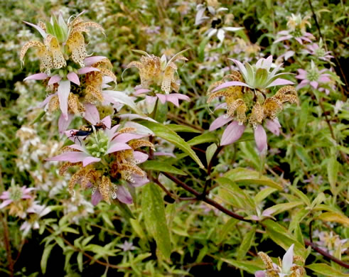 image of Monarda punctata var. punctata, Eastern Horsemint, Spotted Beebalm