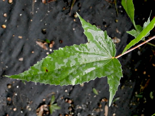 image of Hibiscus laevis, Halberdleaf Rosemallow, Rose Hibiscus, Smooth Rosemallow, Showy Hibiscus