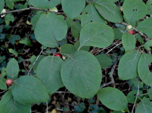 image of Ilex ambigua, Carolina Holly