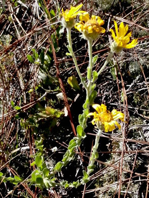 image of Chrysopsis gossypina, Woolly Goldenaster, Cottonleaf Goldenaster, Gossamer Goldenaster, Cottony Goldenaster