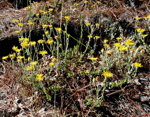 image of Chrysopsis gossypina, Woolly Goldenaster, Cottonleaf Goldenaster, Gossamer Goldenaster, Cottony Goldenaster