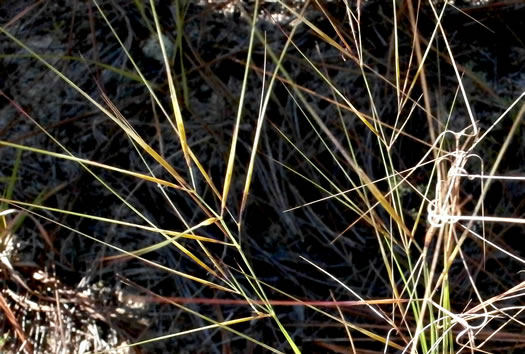 image of Aristida tuberculosa, Seaside Three-awn, Dune Three-awn, Seaside Needlegrass, Sand Three-awn