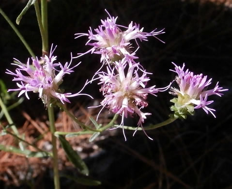 image of Carphephorus bellidifolius, Sandhill Chaffhead, Carphephorus, Sandywoods Chaffhead