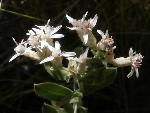 image of Sericocarpus tortifolius, Twisted-leaf Whitetop Aster, Dixie Whitetop Aster