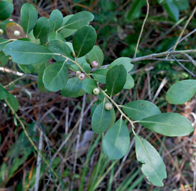 image of Ilex glabra, Inkberry, Bitter Gallberry, Little Gallberry