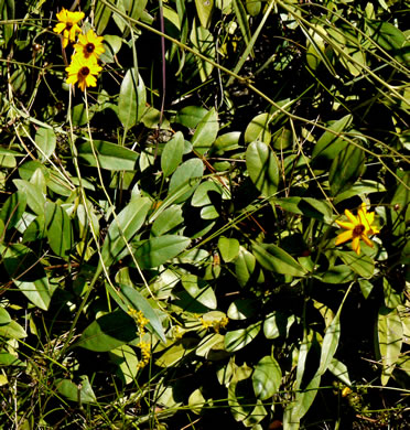 image of Coreopsis gladiata, Swamp Coreopsis, Swamp Tickseed, Seepage Coreopsis, Coastal Plain Tickseed