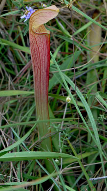 Sarracenia rubra ssp. rubra, Carolina Sweet Pitcherplant, Carolina Redflower Pitcherplant, Red Pitcherplant, Sweet Pitcherplant