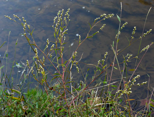 image of Persicaria punctata, Dotted Smartweed