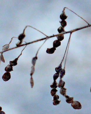 Desmodium tortuosum, Florida Tick-trefoil, dixie tick-trefoil