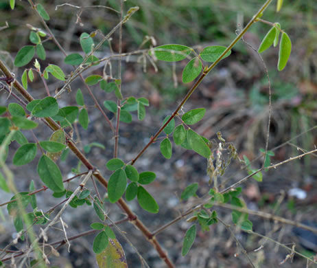 image of Desmodium tortuosum, Florida Tick-trefoil, dixie tick-trefoil