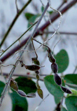 image of Desmodium tortuosum, Florida Tick-trefoil, dixie tick-trefoil