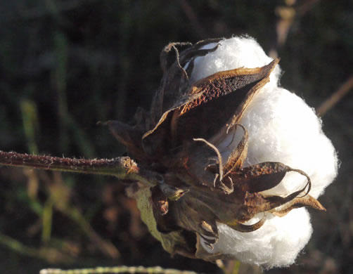 image of Gossypium hirsutum, Upland Cotton, Short-staple Cotton