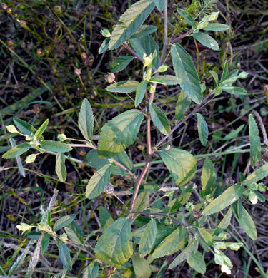 image of Sida rhombifolia var. rhombifolia, Arrowleaf Sida, Diamondleaf Fanpetal, Cuban Jute