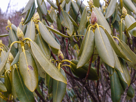 image of Rhododendron catawbiense, Catawba Rhododendron, Mountain Rosebay, Purple Laurel, Pink Laurel