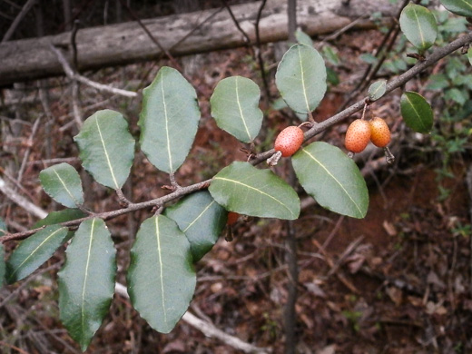 image of Elaeagnus pungens, Thorny Olive, Autumn Siverberry, Silverthorn, Thorny Elaeagnus