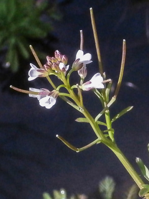 image of Cardamine pensylvanica, Pennsylvania Bittercress, Quaker Bittercress