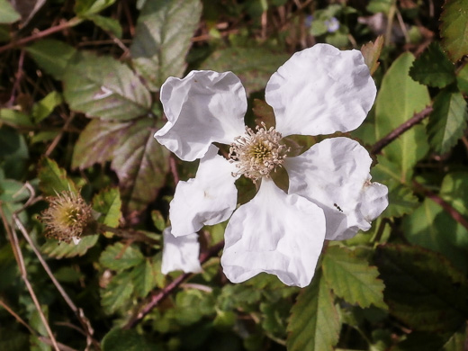 image of Rubus trivialis, Southern Dewberry, Coastal Plain Dewberry