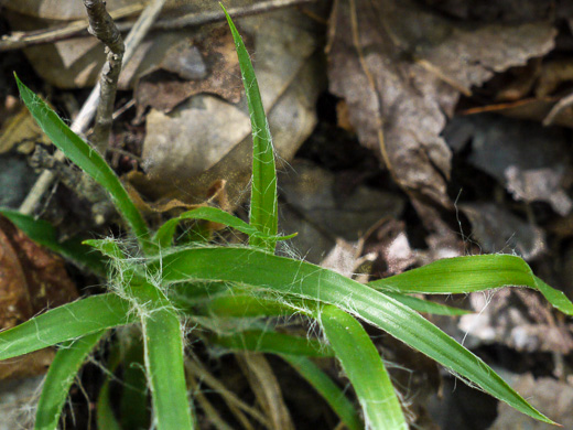 image of Luzula echinata, Hedgehog Woodrush, Spreading Woodrush