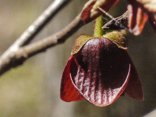 image of -, Hybrid Pawpaw