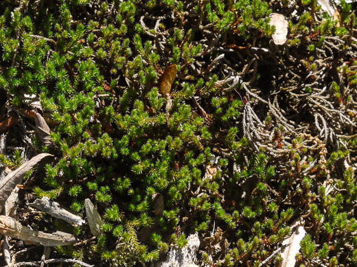 image of Bryodesma rupestre, Rock Spikemoss