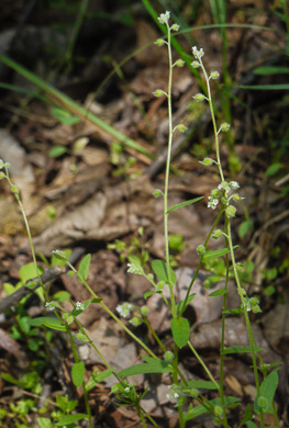 image of Myosotis macrosperma, Bigseed Forget-me-not, Scorpion-grass, Largeseed Forget-me-not