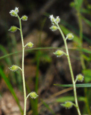 image of Myosotis macrosperma, Bigseed Forget-me-not, Scorpion-grass, Largeseed Forget-me-not