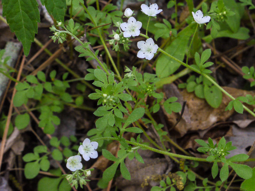 image of Phacelia dubia var. dubia, Appalachian Phacelia, Smallflower Phacelia, Small-flowered Scorpion Weed