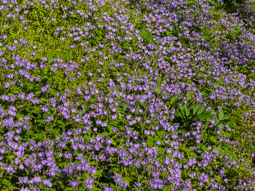 image of Phacelia bipinnatifida, Fernleaf Phacelia, Purple Phacelia, Forest Phacelia