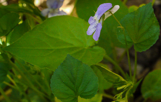 image of Viola labradorica, American Dog Violet