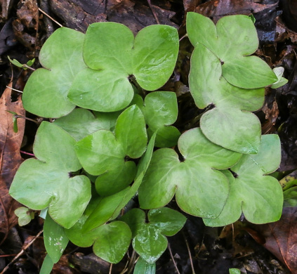 image of Hepatica acutiloba, Sharp-lobed Hepatica, Sharp-lobed Liverleaf