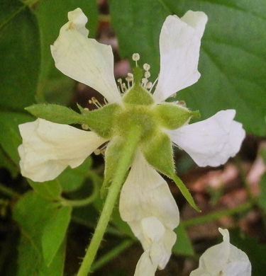 image of Rubus flagellaris, Common Dewberry, Northern Dewberry