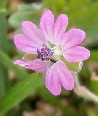 image of Geranium molle, Dove's-foot Cranesbill