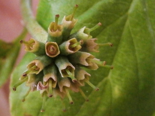 image of Benthamidia florida, Flowering Dogwood