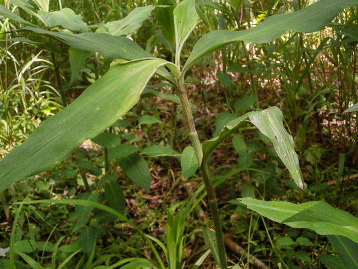 Virginia Dayflower