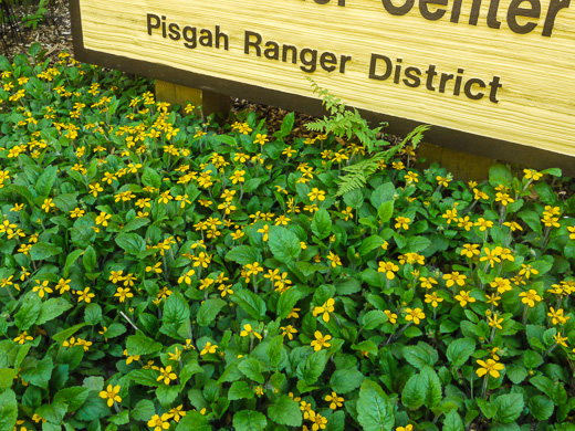 image of Chrysogonum repens, Carolina Green-and-gold