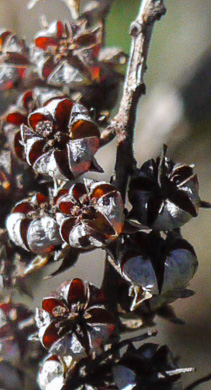 image of Eubotrys recurvus, Mountain Sweetbells, Mountain Fetterbush, Deciduous Fetterbush