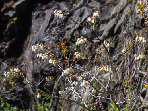 image of Eubotrys recurvus, Mountain Sweetbells, Mountain Fetterbush, Deciduous Fetterbush