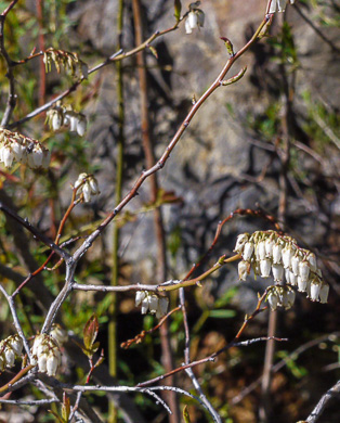 image of Eubotrys recurvus, Mountain Sweetbells, Mountain Fetterbush, Deciduous Fetterbush