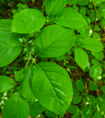 image of Ilex ambigua, Carolina Holly