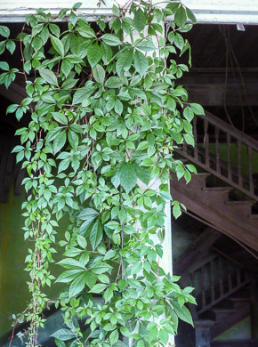 image of Parthenocissus quinquefolia, Virginia Creeper