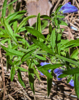 image of Scutellaria integrifolia, Hyssop Skullcap, Narrowleaf Skullcap